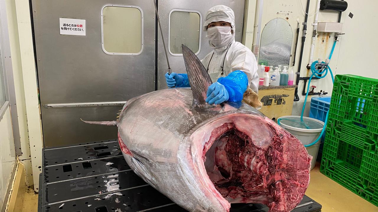 Pekerjaan Pengolahan Ikan